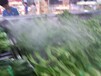 超市蔬菜貨架保鮮噴霧機花卉房增濕器超聲波加濕器