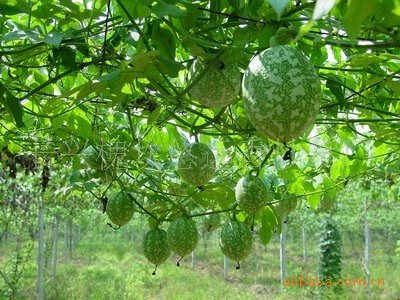 瓜蒌水泥柱吊瓜子柱子机吊瓜子立柱机水泥柱图片