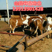 山西西门塔尔牛养殖场价格优惠品种齐全提供养牛技术