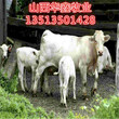 内蒙古小牛犊小牛犊价格技术指导图片