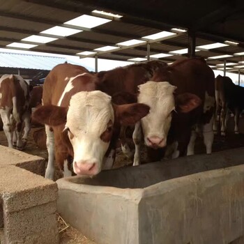 鲁西黄牛养殖肉牛的养殖方式