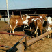 西门塔尔牛养殖有机养殖农场-天然牧场养殖