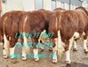 供应西门塔尔牛肉牛养殖场改良肉牛架子牛育肥牛