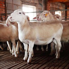 哪里有大型湖羊養殖場湖羊新行情價格純種湖羊羔子圖片