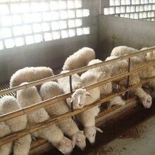 供應梁山縣大型湖羊養殖場湖羊羔羊湖羊種羊圖片