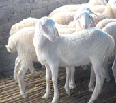 济宁梁山县多胎多羔湖羊纯种繁育基地湖羊大母羊多少钱一只