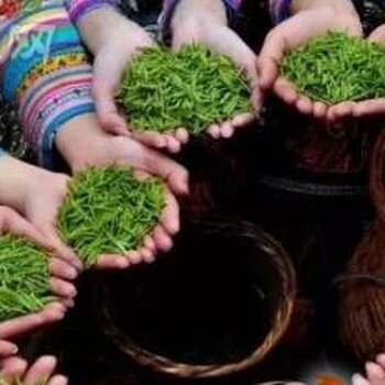 中國黑茶產(chǎn)業(yè)網(wǎng)：贏得消費(fèi)者的茶才能贏得市場