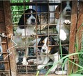 保山买狗网/保山买比格犬/保山名犬养殖基地图片