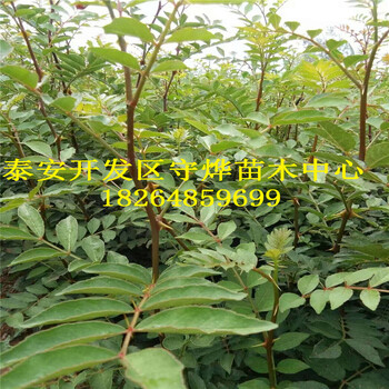 花椒苗哪里有賣的出售花椒苗基地