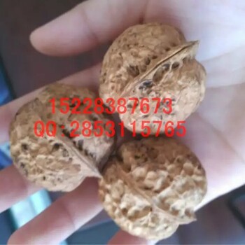 核桃各個生長階段的概況