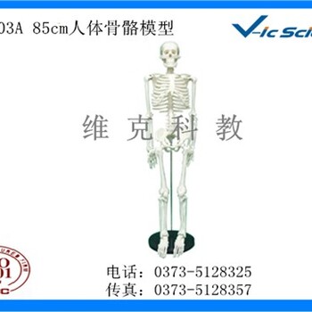 出售骨架标本骨架标本定制医用用骨架标本维克科教供