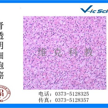 病理生物切片病理生物切厂家河南病理生物切片维克科教供