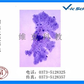 出售寄生虫玻片寄生虫玻片批发价寄生虫玻片出厂价维克科教供