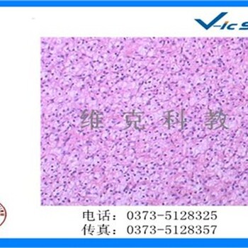 北京病理学玻片-病理学玻片报价-病理玻片厂家-维克科教供