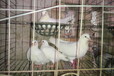 吉林肉鴿養殖場。白羽王，銀王，落地王出售。