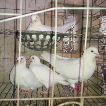 吉林肉鸽养殖场。白羽王，银王，落地王出售。
