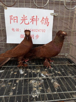 红跟头种鸽，郑州红跟头鸽多少钱一对，红跟头鸽图片