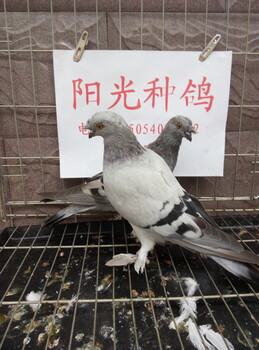 天津河东观赏鸽养殖场，邮鸽，毛领鸽，淑女鸽出售