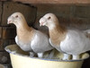 新疆哈密观赏鸽出售，邮鸽，墨环，燕子鸽等。