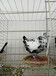 陕西咸阳元宝鸽出售，跟头鸽，毛领鸽。