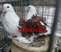 桂林元宝鸽价格，原环元宝鸽养殖。