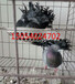 吉林出售马甲芙蓉鸽，马甲球胸鸽。