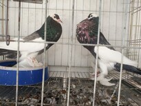 江苏芙蓉鸽，球胸鸽，倒插凤尾鸽出售。图片2