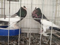 江苏芙蓉鸽，球胸鸽，倒插凤尾鸽出售。图片1