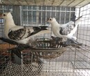 黑龙江出售元宝鸽，淑女鸽，凤尾鸽。