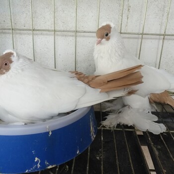 湖南鸽子养殖场观赏鸽视频和价格仙女鸽包邮