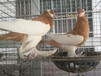 眼睛球种鸽，阳光鸽业提供视频选鸽一对批发价