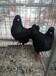 湖北武汉鸽子养殖场肉鸽观赏鸽视频包活包邮到家