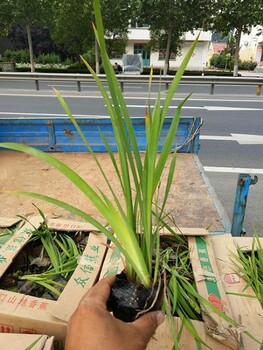 花菖蒲種植批發(fā)