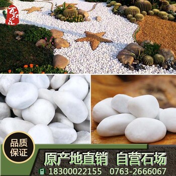 鹅卵石、厂家直供白色鹅卵石、园林铺路机制鹅卵石