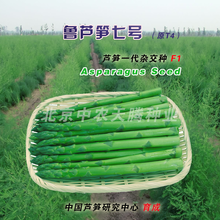 绿芦笋种子多少钱一斤高产绿芦笋种子北京中农天腾种业全国经销图片