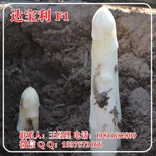 达宝利芦笋种子高产白芦笋种子进口白芦笋种子北京中农天腾种业全国经销图片