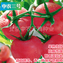 优质番茄种子大粉果番茄种子中农三号番茄种子北京中农天腾种业全国总经销图片