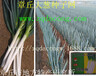 日本铁杆晚抽大葱种子井冈晚抽高产新品种团结晚抽日本钢葱种子进空日本大葱种子