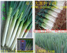 日本铁杆大葱种子高产新品种井冈一本井冈晚抽日本钢葱种子