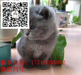 批发纯种俄罗斯蓝猫幼崽-图片5