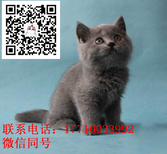 出售俄罗斯蓝猫幼崽吧图片1