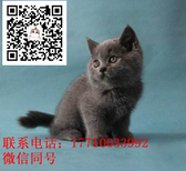 纯种纯种蓝猫至优产品图片1