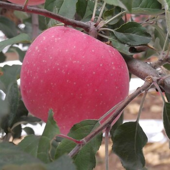 陕西洛川苹果红富士80-90#大果脆甜无渣10斤装全国