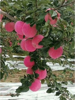 陜西洛川蘋果紅富士80-90#大果脆甜無渣10斤裝全國