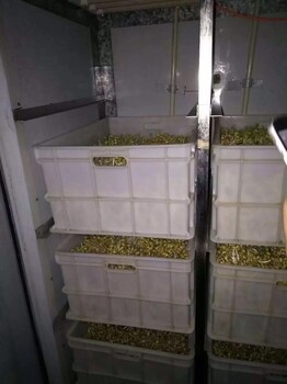 开封超500斤豆芽机哪有卖的支持定做的全自动豆芽机多少钱