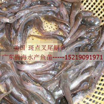 泥鰍魚苗批發(fā)