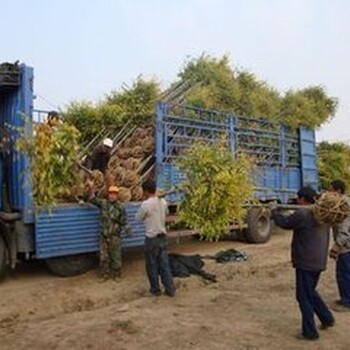 廣州苗木出售番禺銷售各種綠化苗木草皮桂花樹龍柏樹黃金榕樹球