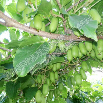 第三代水果绿皮软枣猕猴桃的各项价值