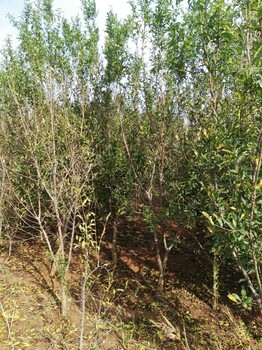 石榴树品种区分与石榴树造型的栽培技术介绍