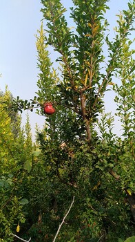 运城供应石榴树造型石榴树果石榴树花石榴树栽植